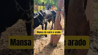 Feira dos animais em Carnaíba-PE 14/03/26