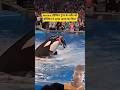 Jessica killed by dolphin #shortsviral #jessica #orcaattack #dolphin #shorts