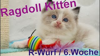 Ragdoll Kitten | unser R-Wurf in der sechsten Woche | Aramintapaws Ragdolls by Aramintapaws Ragdolls 200 views 1 year ago 59 seconds
