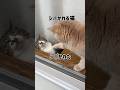 たたかれる元野良猫 #cat #保護猫