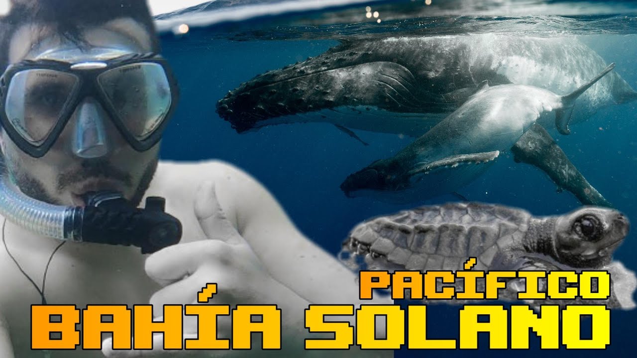 La magia de Bahía Solano un paraíso de ballenas, tortugas y mucha aventura ✨🐋🐢