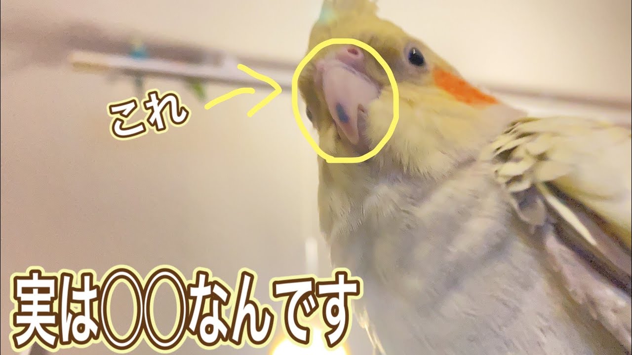 インコ くちばし 黒い