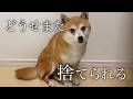 【保護犬】誰もこの子を救うことができませんでした。