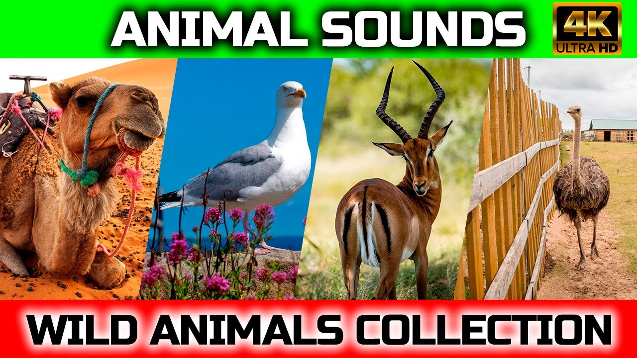 Animal Sounds: camel, gull, antelope, starus, rabbit / Animal moments ...