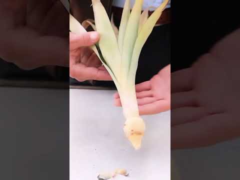 زراعة الاناناس Growing Pineapple 