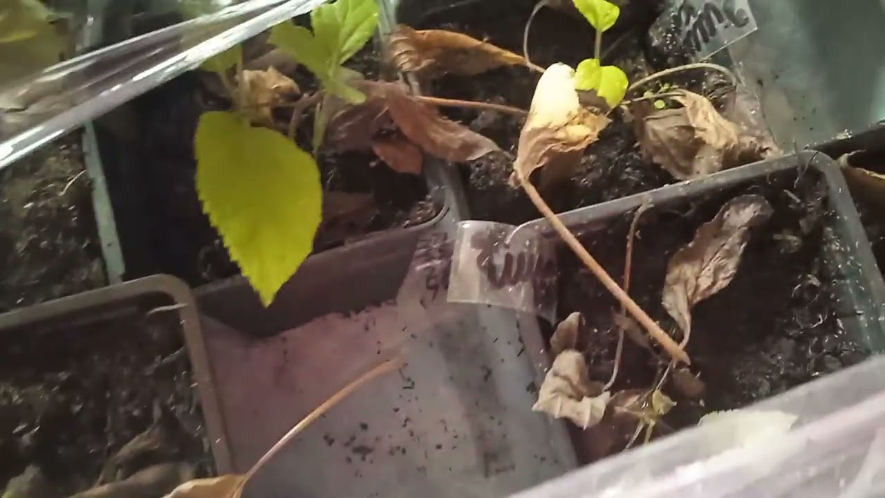 УБИРАЮ САЖЕНЦЫ  НА  ХРАНЕНИЕ!! 