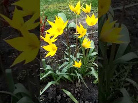 Vídeo: Tulipa Schrenk: descripció i lloc de creixement. Quina diferència hi ha entre una tulipa Schrenk i una tulipa Bieberstein?