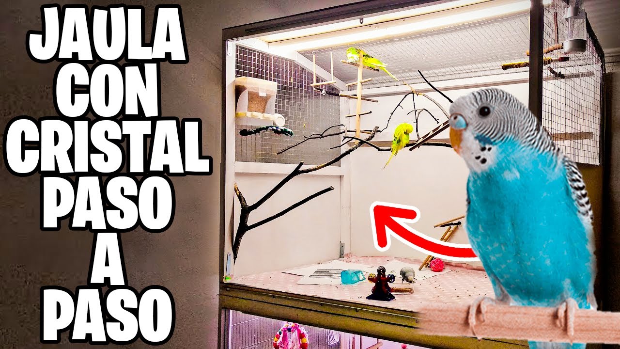 COMO HACER UNA JAULA CASERA CON CRISTAL PARA PERIQUITOS - YouTube