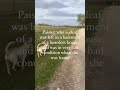 Charlie & Paisley's Rescue Stories #rescuedog #adoptdontshop