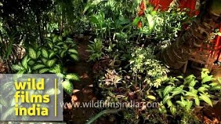 Bhavana Gardens Nursery in Alappuzha Kerala: Coconut and banana plants for sale