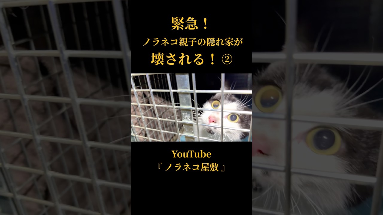 EMERGENCY! The Stray Cat Family's Hideout is Being Destroyed! ②