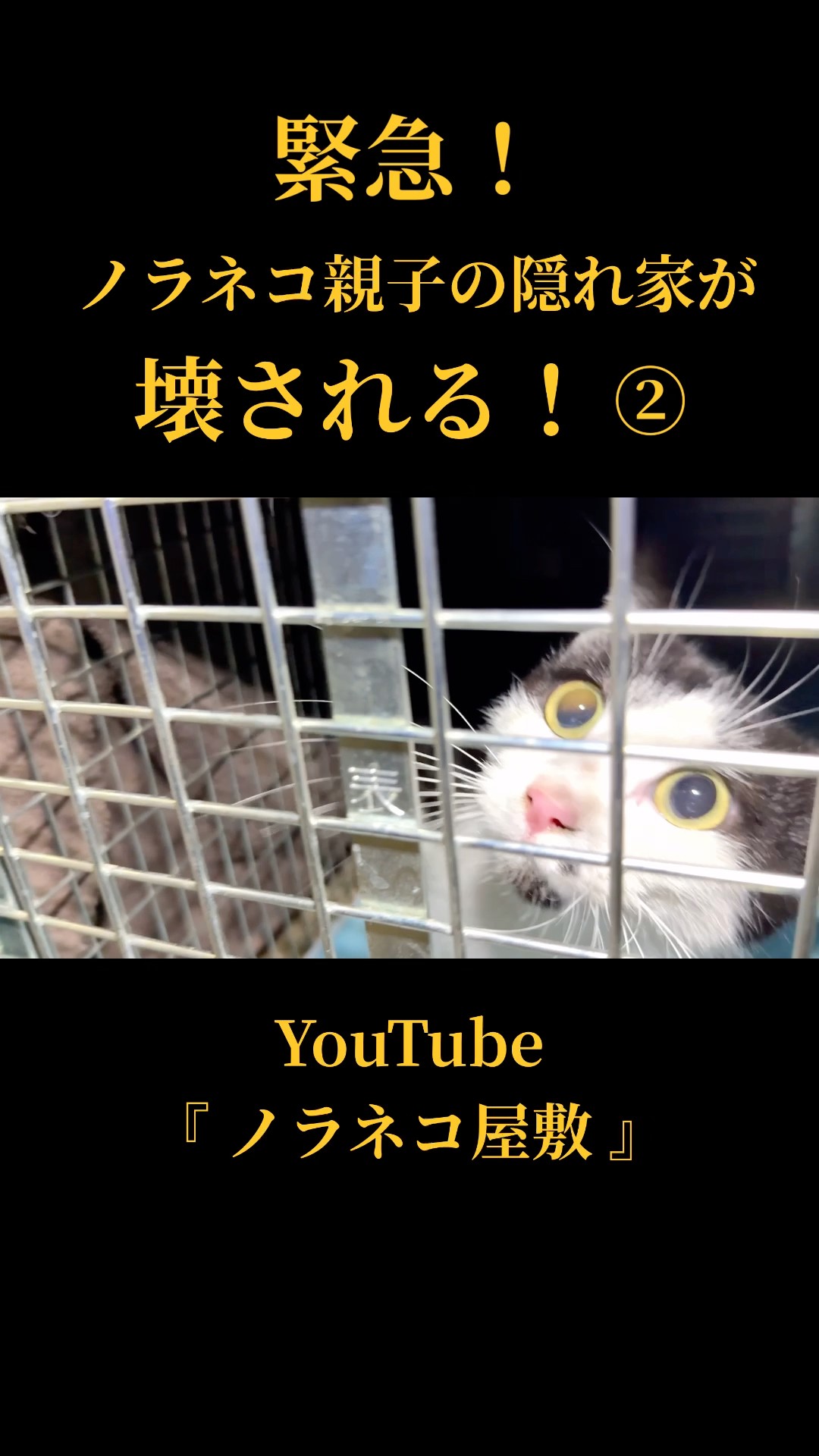 EMERGENCY! The Stray Cat Family's Hideout is Being Destroyed! ②