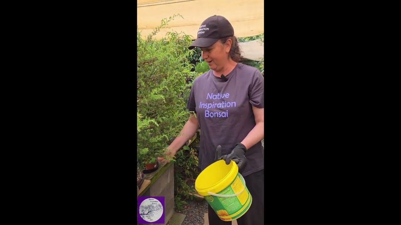 Summer Feeding on my Australian Native Bonsai