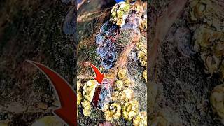 Deep Cleaning Many Barnacles Off A Rescued Sea Turtle (Part 1)! 🐢🧼 | ウミガメの甲羅のフジツボ除去 Part 1