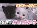 元気に成長中チョコバニラ!瞳がつぶらすぎます......