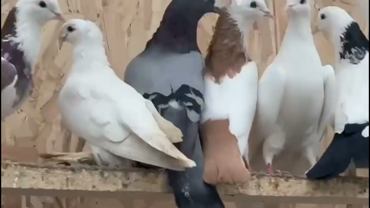 голуби на продажу. Москва. все вопросы по телефону+79298223260Константин.
