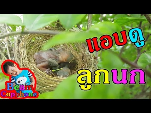 น้องบีม | นกทำรังบนต้นไม้ Bird