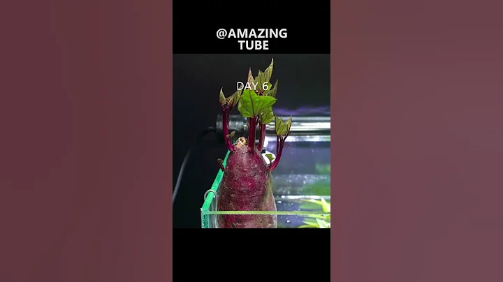 Growing Sweet Potato In Fish Tank - Time Lapse - DayDayNews