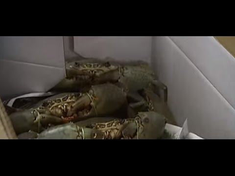 تأثر قطاع صيد سرطان البحر بأستراليا بالتغير المناخي