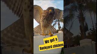 Garden hawk! Our HOA does not allow chickens, we got the next best thing. #gardening #chicken