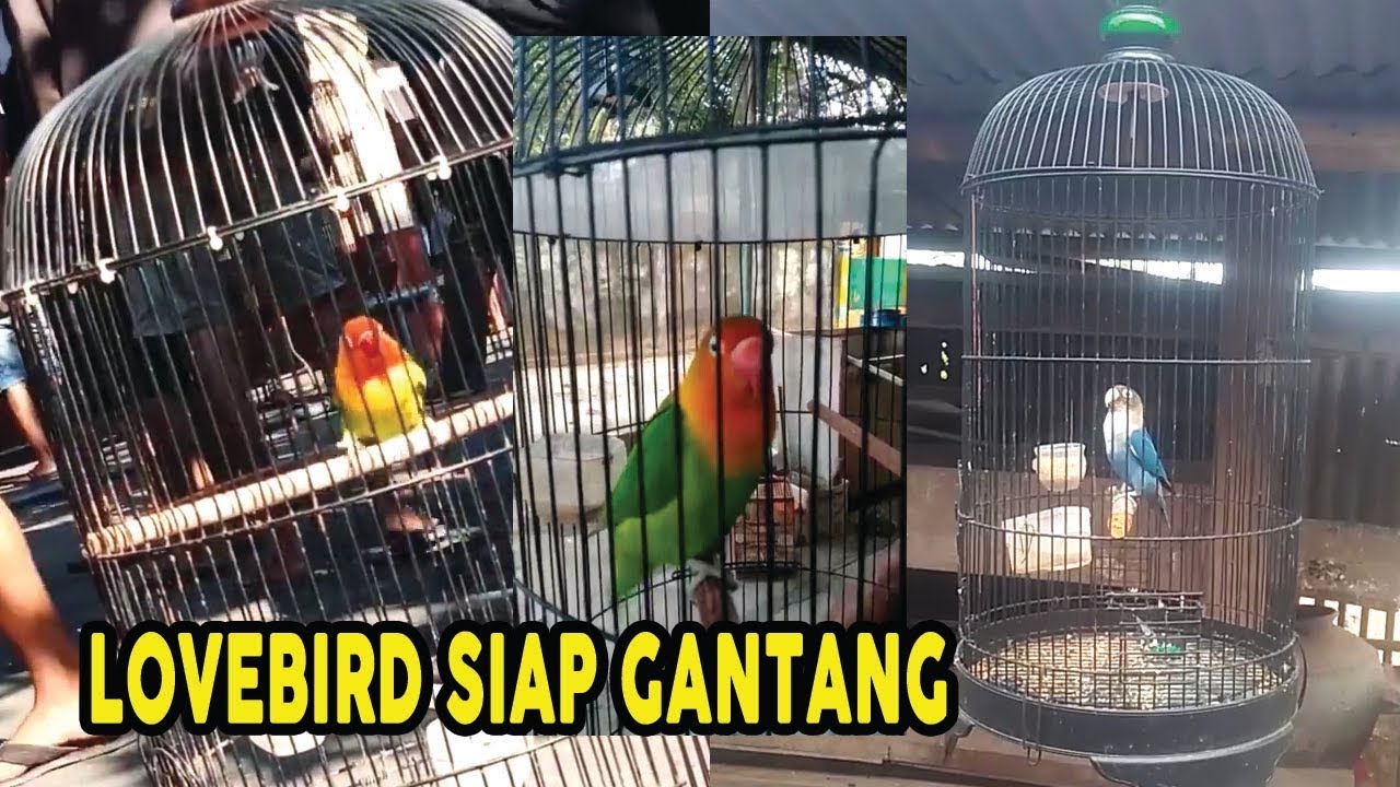 CALON JUARA! Burung Love Bird Siap Gantangan Ngekek Panjang 