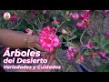 Como cuidar los Arboles del Desierto o Rosas del Desierto? Variedades y formas