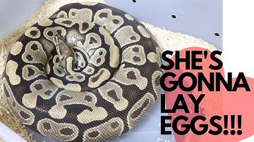 Breeding Ball Pythons pt 4: Post Ovulation Behaviors - What if I didn