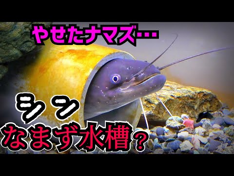 ナマズ様おまとめ２点 ナマズ様おまとめ2点 hqdefault.jpg