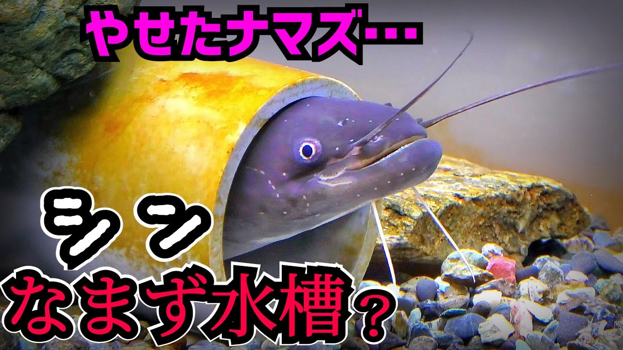やせたナマズの現在がこんな状況なので… - YouTube