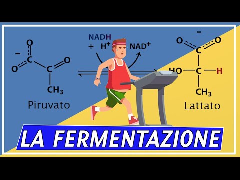 Video: Dai prodotti della fermentazione dell'acido lattico?