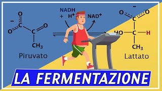 Qual è la differenza tra fermentazione alcolica e fermentazione lattica?