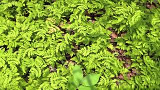 Forest on the Unreal Engine 4. Features of the game engine. 2018 |EGMomento