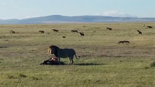 Male Lion Feasting As A Massive Hyena Clan Watches