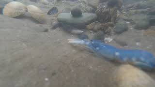 First juvenile lobster release of 2020