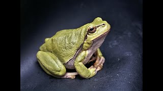 Toad Toast