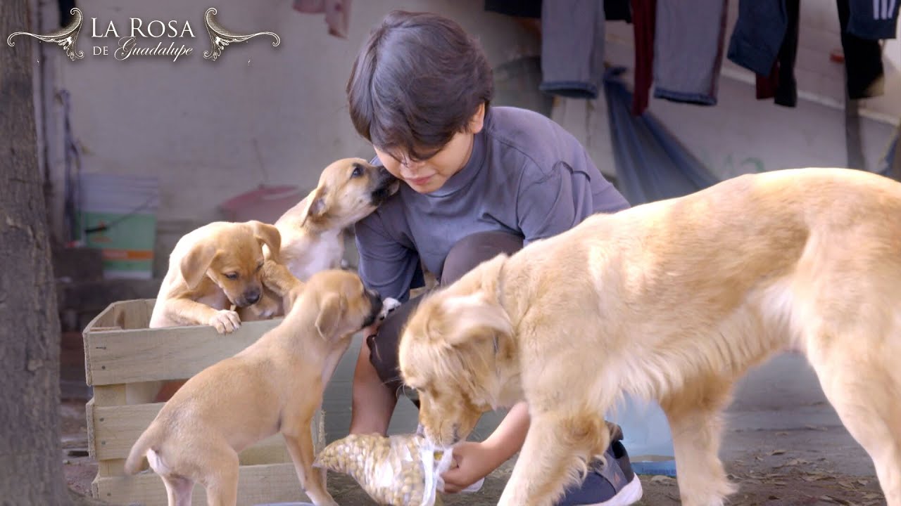 La Rosa de Guadalupe | LA NATURALEZA DEL AMOR [Parte 1] | Capítulo 2026 Full HD