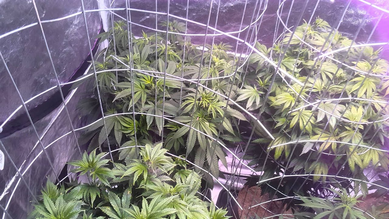 B.D.L VEG WK.WAY TOO MANY!1DAY B4 FLOWER