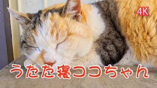 うたた寝ココちゃん419a #cat #野良猫 #4k