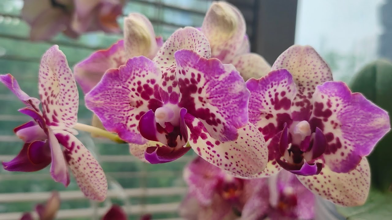 Мои новые подростки орхидей Joy, Miki, Profar 🦋🎉🌸 (перезагрузка)