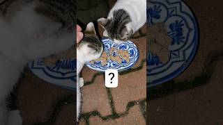 Tabakta Kalan Mamayı Kimler Yiyor? Boncuk Pamuk Muezza