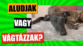 KUTYA-GAZDI portré - magyar agár