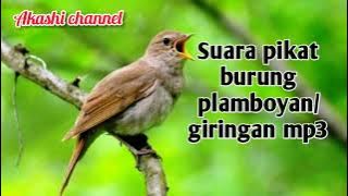 suara pikat burung plamboyan/giringan mp3