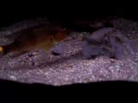 malawi map F1 Gnanthochromis permaxillaris