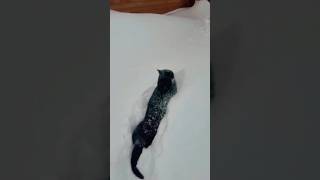 A cat tried to walk on snow #cat #snow #winter