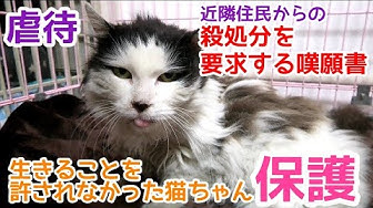 人生はねこだらけ Youtube