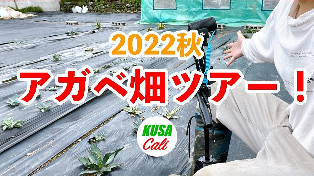 トランカータの種まいてもトランカータにならない話【我が家のアガべ畑 