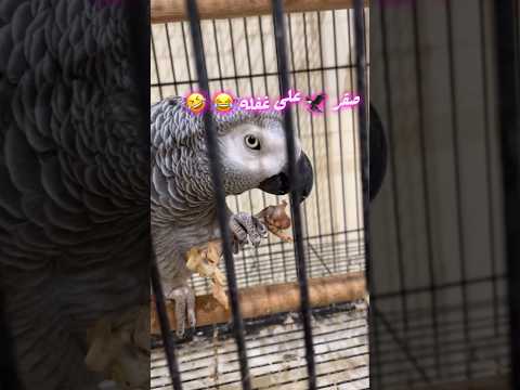 ببغاء ياكل ليمون وفلفل و لحم وعظام