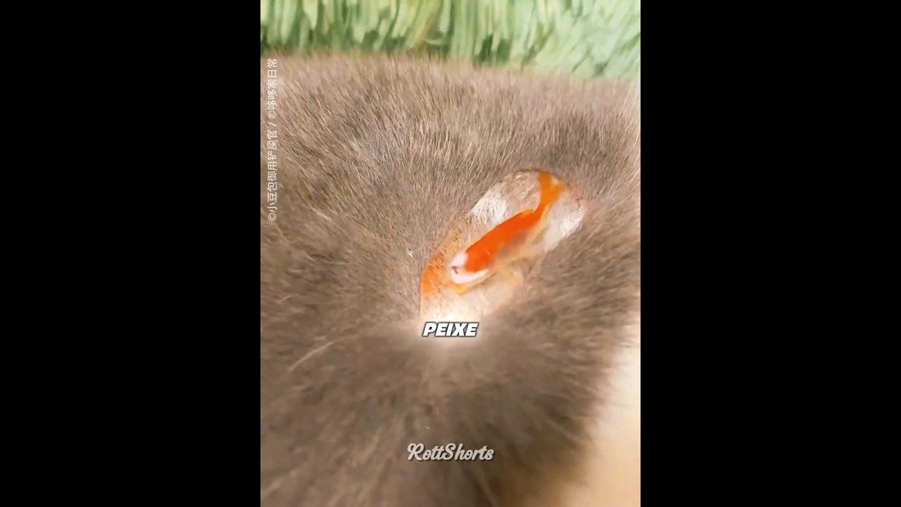 esse GATO tem um PEIXE nas Costas! 🐱🐟