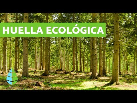 Video: ¿Cómo se puede medir la sostenibilidad utilizando la huella ecológica?