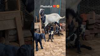 Bakri ne Baby de diya 🥰 #babygoats #goat #bakri #youtubeshorts #viral